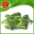 Import frozen broccoli farm selling cheap price fresh broccoli from China from China
