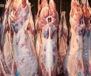 Frozen Meat Kangaroo Meat ,halal Kangaroo Meat