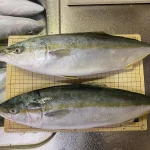 Frozen Seafood 300 - 800g Fresh Japan Yellow Tail Fish for Market Sale