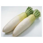 Great Deal of Fresh White Radish from 12 year Experienced Exporter of Viet Nam