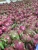 Import High Quality Competitive Price Fresh Sweet Dragon Fruit From Farm In Vietnam Contact Now To Get Best Quote from Vietnam