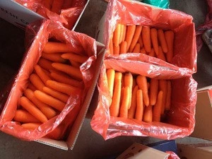 High Quality Fresh Carrot price