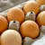 Import High Quality Fresh Chicken Eggs Ukraine FOR SALE from France
