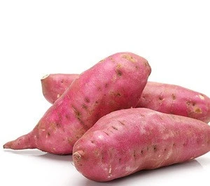 High Quality Fresh Sweet Potatoes from Farm ,Export Quality