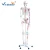 Import High Quality Human Medical Skeleton Model 85cm for Teaching from China