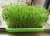 Import Home Kitchen DIY Bean Sprouts Culture Plastic Tray 3 Colors Hydroponics Seed Tray from China
