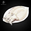 HOT !  FROZEN Cuttlefish  - [cell: +84 978 569 509] --- [skype: thanh2412] Premium Quality