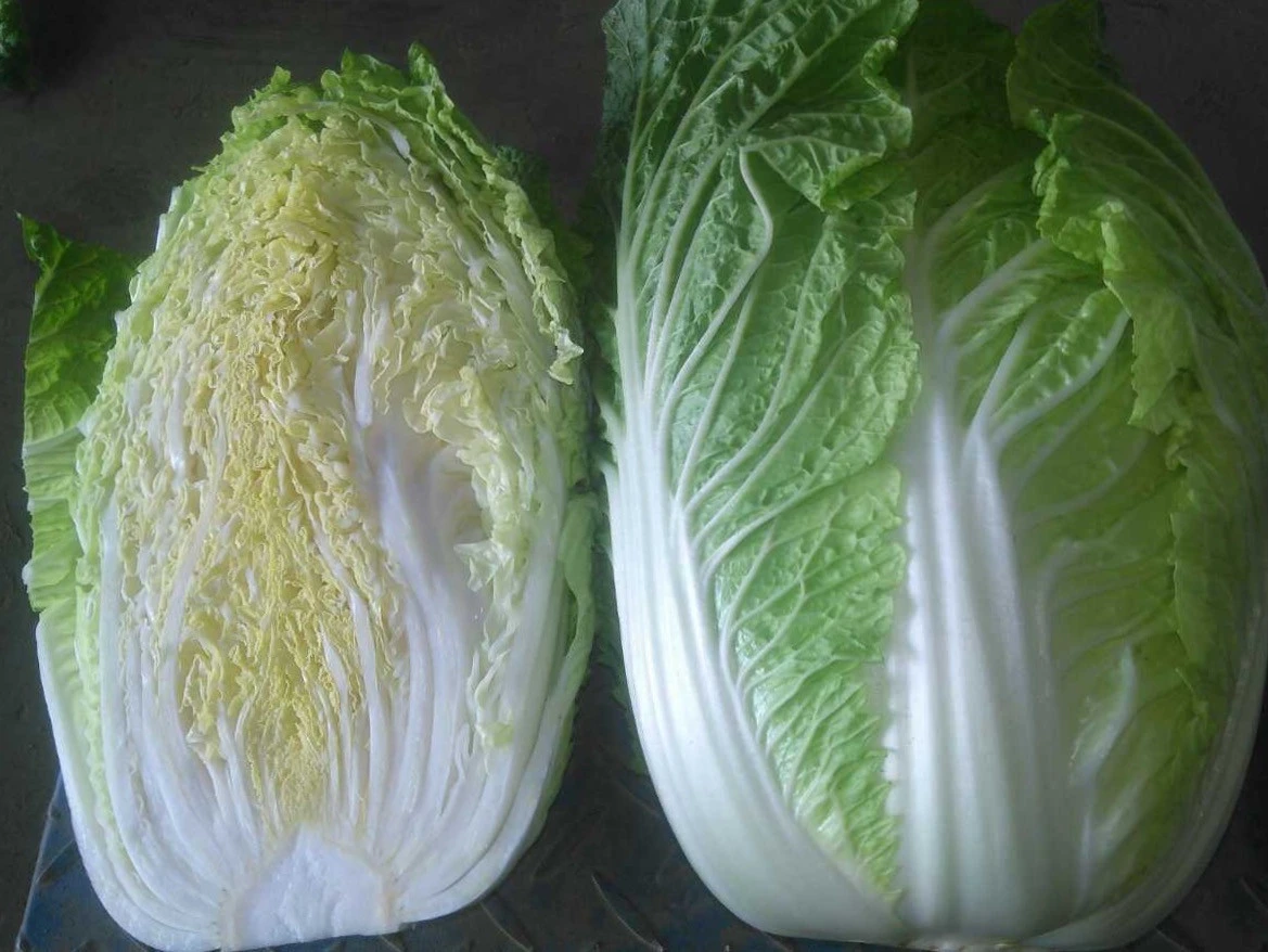 hot sale  good quality chinese long cabbage 2020 crop