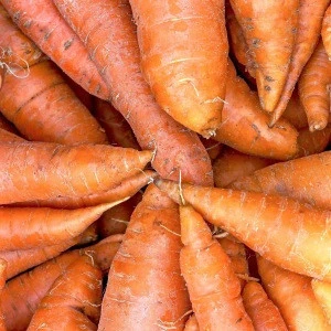 Hot sale South Africa fresh Organic carrot with export quality