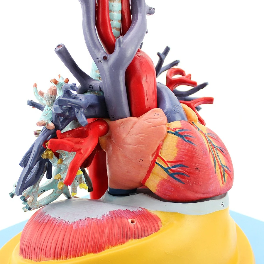 Human heart lung link model,Medical respiratory system model,Advanced medical model of heart lung and trachea