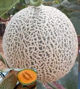 Hybrid Musk Cantaloupe Hami Melon Seeds For Cultivation-Japaness Sweet