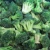 Import IQF Broccoli Cut 3-5cm from China
