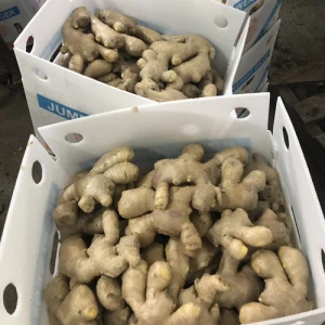 Large quantity  high quality  various types Fresh ginger Air dry Ginger