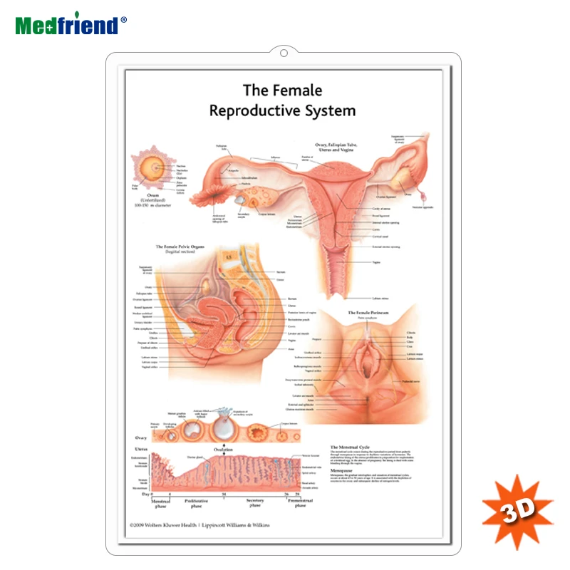 Licensed Educational Plastic 3D Medical Anatomical Wall Chart /Poster  - Female Reproductive System Anatomical Chart
