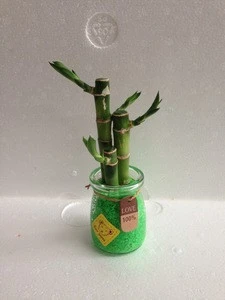 Lucky bamboo Dracaena Sauderiana mini plant