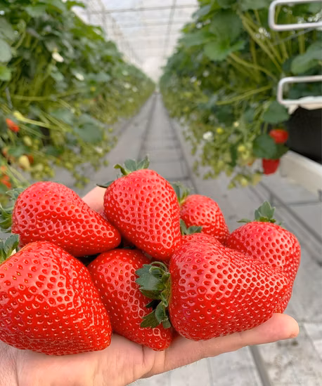 Manufacturer Commercial Strawberry Growing Pipe Hydroponics System Gully