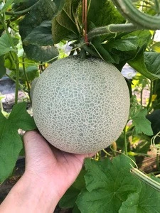 Melons For Export Organic Green Melon Best Price