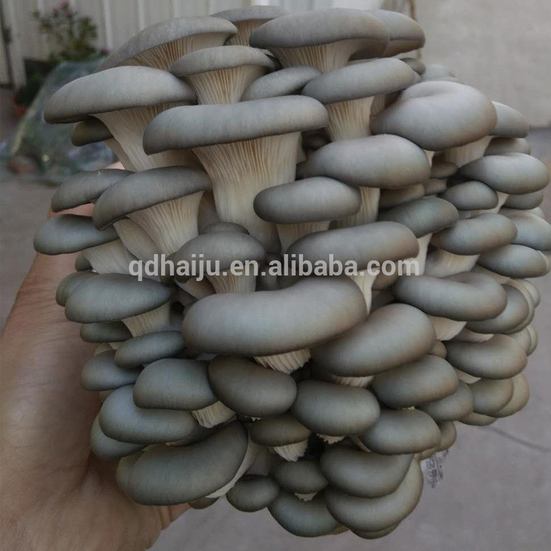 Buy Middle Temperature Oyster Mushroom Spawn To Sale from Qingdao Haiju Industrial Co., Ltd