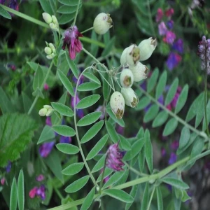 Natural Organic Vetch Seed/Best Quality Vetch Seeds For Sale