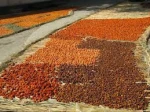 Nutritious Dried Apricot Kernels