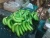 Import Organic Natural Green Cavendish Banana from Thailand