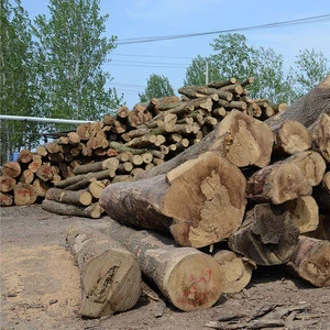 Paulownia wood timber from China