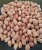 Import Peanut Raw Fresh Peanuts Raw Fresh Quality Groundnuts 100% from USA