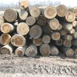 Popular wood logs FOR SALE