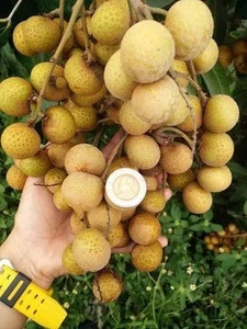 Premium Fresh Longan Fruit Thailand wholesale best price offer now
