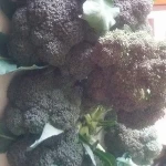 Quality Fresh Brocolli Now Available for Export on 30% Discount Sale