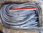 Quality Frozen Ribbon Fish from a leading seafood exporter