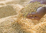 Quality Soybeans
