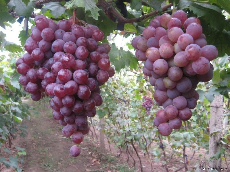 Seeded Grape Variety and Purple Color fresh red globe grape