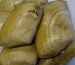 ShellFish
