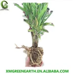 small plants in plastic pots moso bamboo plants phyllostachys pubescens