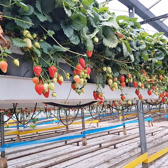 Soilless Cultivation Hydroponic Strawberry Gutter for Sale