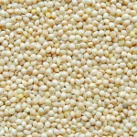 Sorghum & Millet