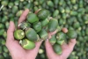 Sumatra Supply Fresh Frozen Betel Nuts Origin Indonesia