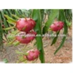 Taiwan fresh red dragon fruit