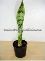 Thailand PT-009 Sanverseria Snake Tounge Pot Plant