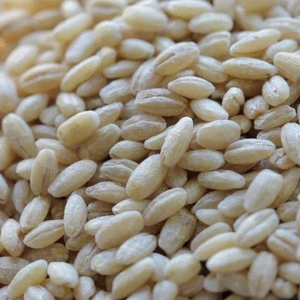 Top Quality Barley grain