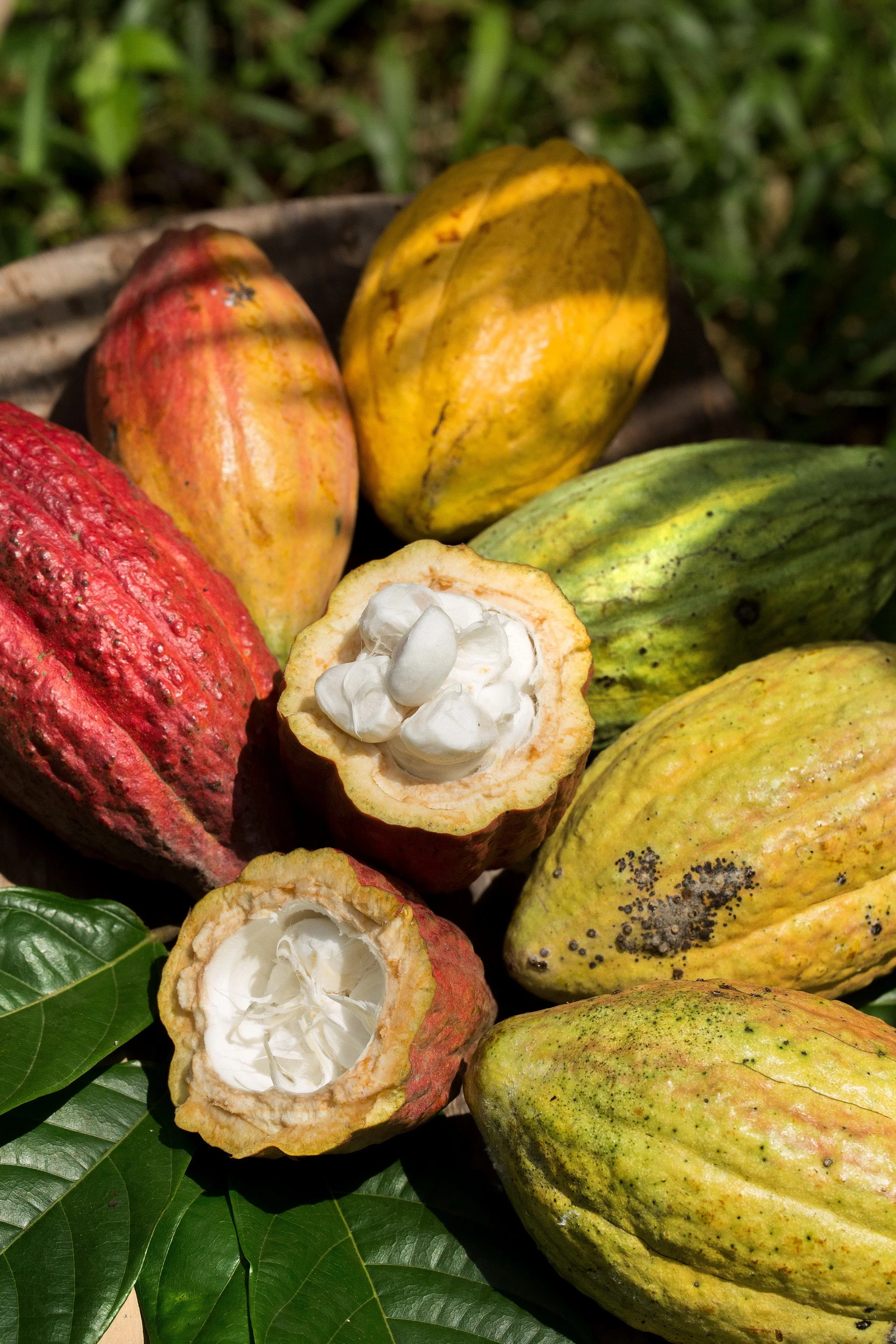 Trinitario Variety BaRia Cacao Beans - CacaoTrace Standards