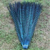various color reeves pheasant tail feathers pheasant feather long