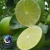 Import VietNam Lime High Quality 100% Natural from Vietnam