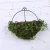 Import Wedding home indoor decorations cheap artificial green plants hanging baskets from China
