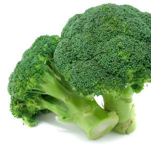 Wholesale Fresh Broccoli / Fresh Broccoli Vegetable / Fresh Broccoli In UK