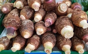 Wholesale  fresh taro / Fresh Coco yams stock available.