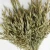 Import Wholesale Natural Dried Ripe Ear Flower Preserved Wheat for DIY Floral Arrangement from China