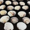 Wholesale Seashells Factory Price for DIY Natural Sea Shells Crafts  !!
