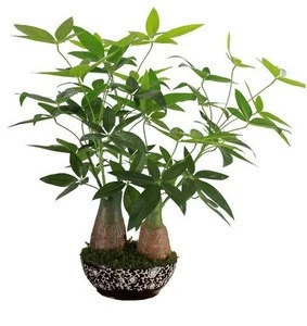 Yzp000034 artificial Fortunate tree bonsai fake money tree artificial Pachira 50cmH artificial trees potted plant